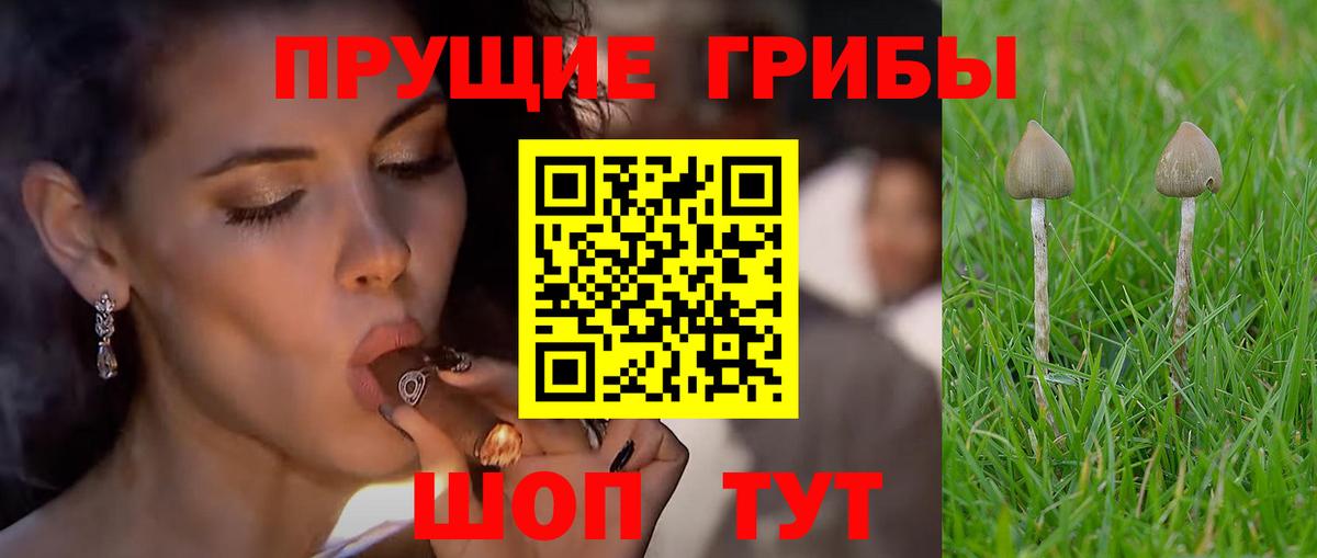 Псилоцибиновые грибы Psilocybine cubensis Магнитогорск